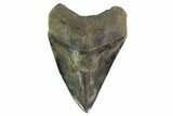 Serrated, Fossil Megalodon Tooth - Huge Tooth #135914-1